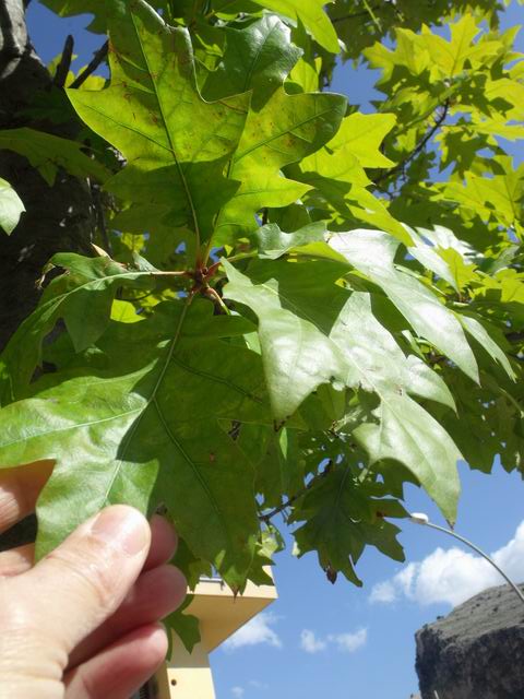 Quercus rubra